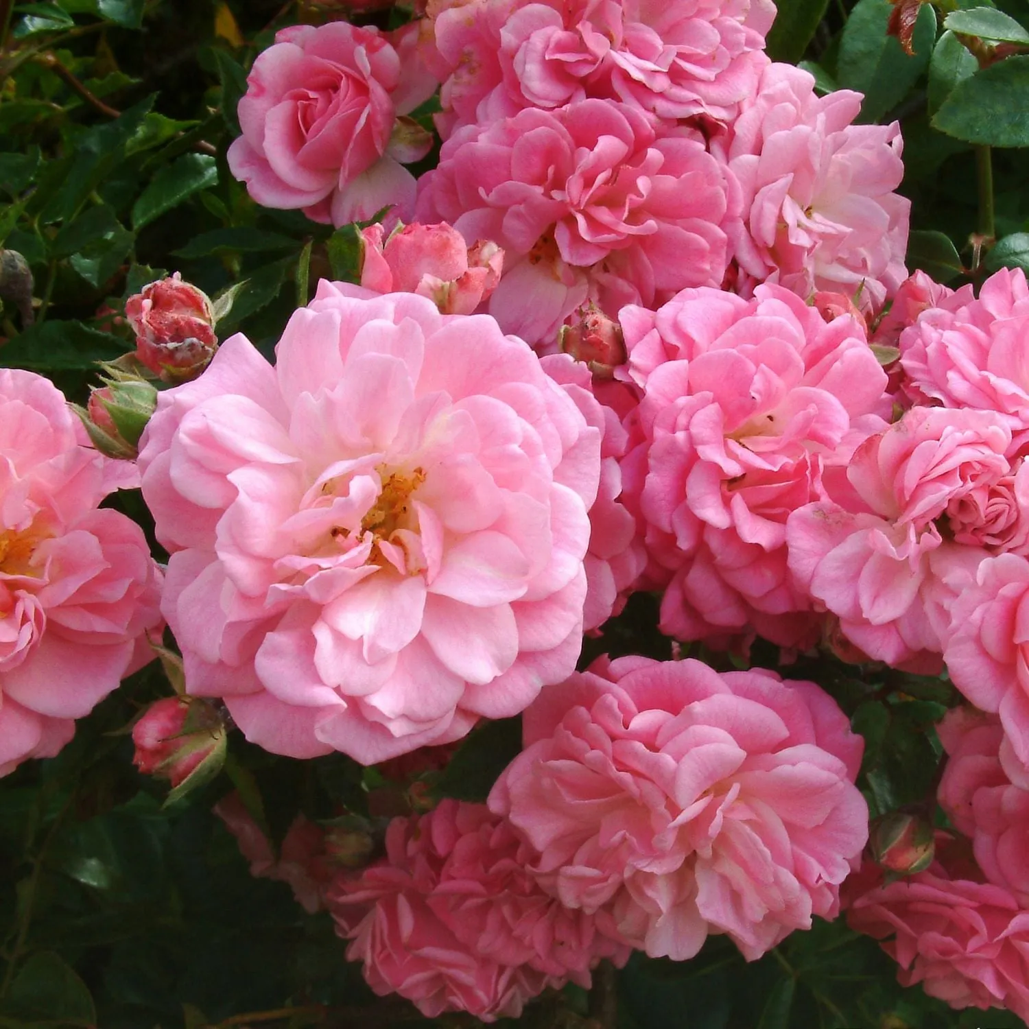 'Rural England Pink' Climbing Rose 4Ltr Pot