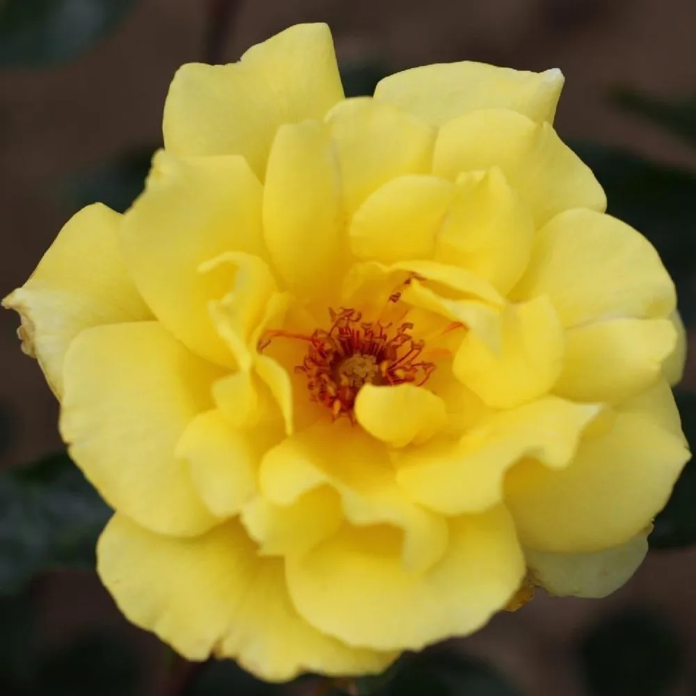 Whartons 'Golden Showers' Climbing Rose Plant 4Ltr Pot