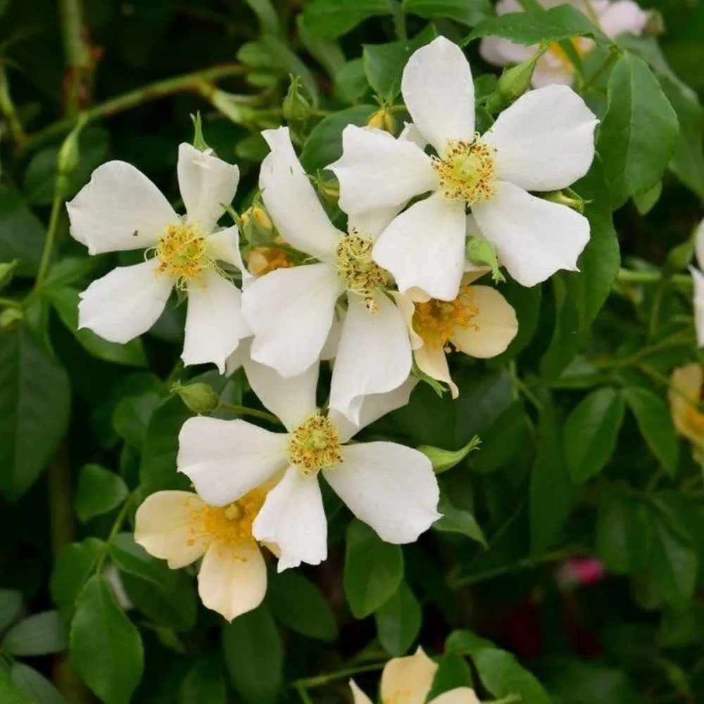 Whartons 'Wedding Day' Climbing Rose 4Ltr Pot